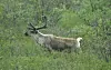 20240705-news-abq2alaska-caribou.JPG
