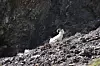 20240705-news-abq2alaska-dall sheep 2.JPG
