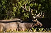 20240705-news-abq2alaska-elk.JPG