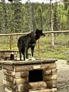 20240705-news-abq2alaska-Happy sled dog at denali.JPG