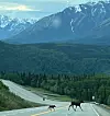 20240705-news-abq2alaska-moose and baby cross road.jpg