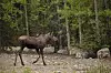 20240705-news-abq2alaska-moose by road.JPG