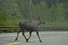 20240705-news-abq2alaska-moose crossing road.JPG