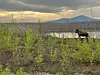 20240705-news-abq2alaska-moose in meadow.jpg