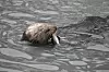 20240705-news-abq2alaska-otter1.JPG