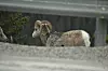 20240705-news-abq2alaska-sheep.JPG