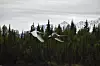 20240705-news-abq2alaska-trumpeter swans.JPG