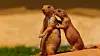 Prarie Dogs