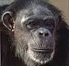 Almost 45 Alamogordo lab chimps were denied sanctuary in 2019. A federal judge just ruled that wasn’t the right call.
