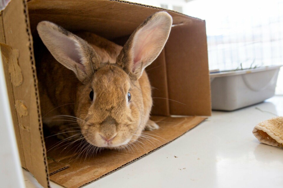 Albuquerque Rabbit Animal Welfare issues hiatus on hare-brained rabbit adoptions this ...