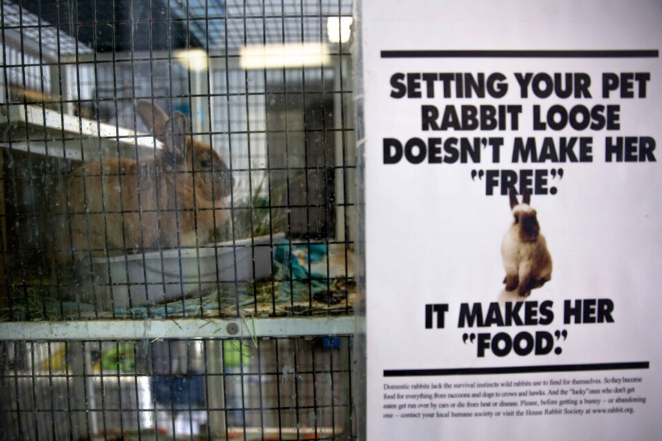 Albuquerque Rabbit Animal Welfare issues hiatus on hare-brained rabbit adoptions this ...