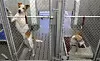 City animal shelters may charge pet surrender fee