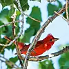 Summer Tanager