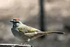 Green-tailed Towhee