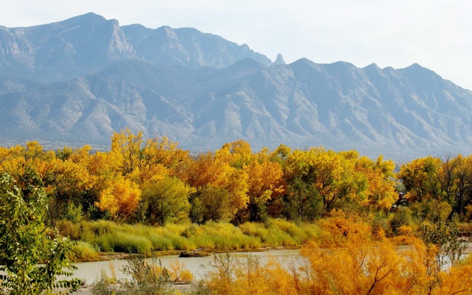 Bosque Fall You don't have to stray far from ABQ to enjoy fall's foliage ...