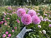 Burque Bee Farms’ dahlia field