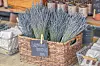 Celebrate lavender with events in Los Ranchos de Albuquerque, Balloon Fiesta Park