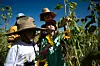 Big Jim Farms goes bigger with U-Pick sunflowers, chile and pumpkins