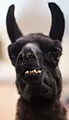 llama3.jpg
