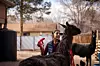 World's oldest llama dies in Albuquerque at 27