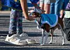20240907-news-petparade-2