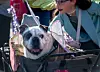 20240907-news-petparade-4