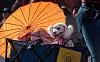 20240907-news-petparade-8