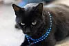 blackcats_A1872910_Bunny.jpg