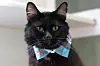 blackcats_A1879508_Fluffy.jpg