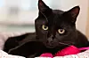blackcats_A1879508_King.jpg