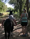 Take a stroll along the Sandias with Llamas del Sol