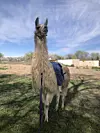 Take a stroll along the Sandias with Llamas del Sol