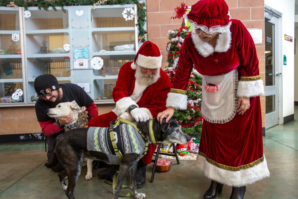 Santa Visted All the creatures were stirring: Santa visits the Eastside animal ...