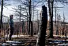 Fire ravaged NM forests this year. Now Christmas tree sellers are paying for it.