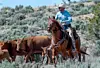 NM cattle ranchers fear 'demise' of industry (copy)