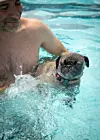 Doggy Paddle