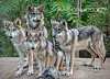 BioPark Zoo wolves head to 'wilding school' in Mexico