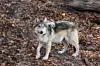 Deaths of 2 Mexican gray wolves investigated