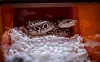 20251011-news-jb-reptile-09.jpg