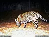 Jaguar Recovery