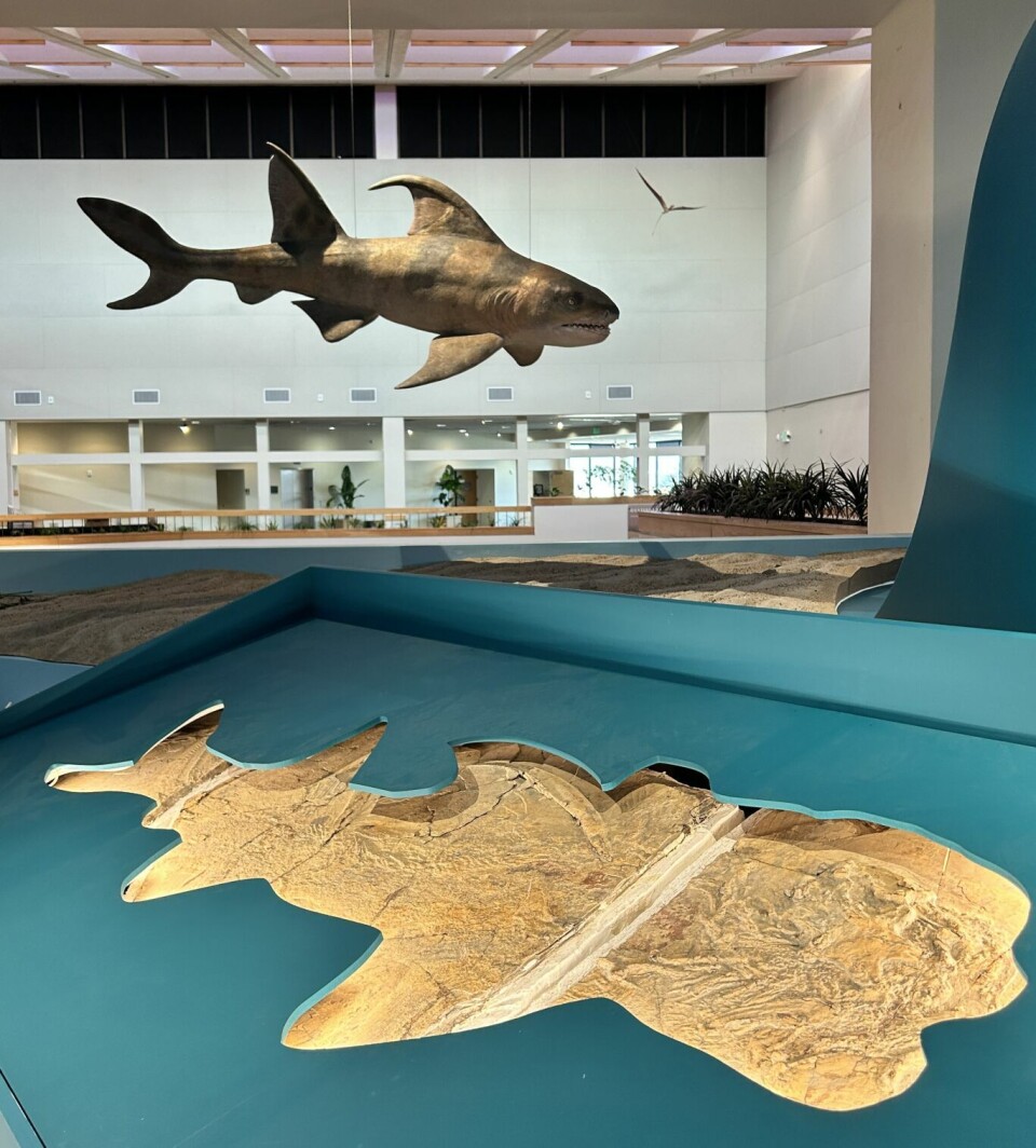 Evolutionary tale: 'Ancient Life' at NM Museum of Natural History Evolutionary tale: 'Ancient Life' at NM Museum of Natural History