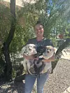 Volunteer holds puppies