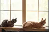cats at window