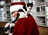 Photos: Homeless pets receive treats and comfort gifts from Santa Claus ...