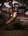 20250517-news-cb-longjump-04.jpg