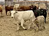Santa Teresa Livestock Auction 053025 2