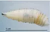 Screwworm larvae