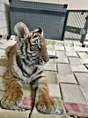 Rescued tiger cub gets new home at Colorado animal sanctuary