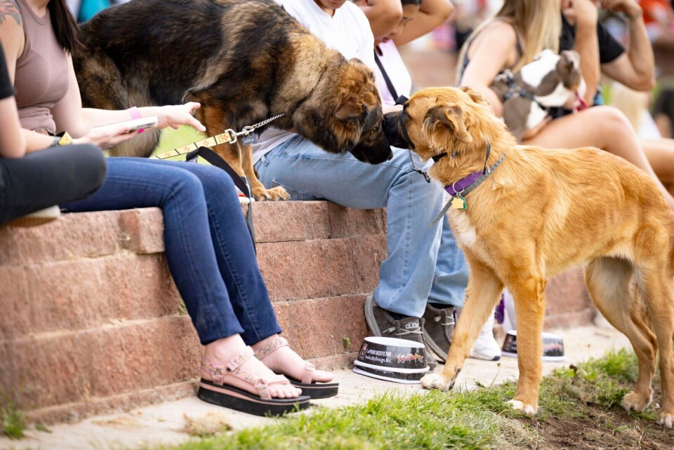 Beautiful view of Dogs Barking At The New Park