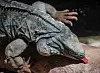 Reptile keeper Phil Mayhew oversees Blue Iguanas at the BioPark zoo.